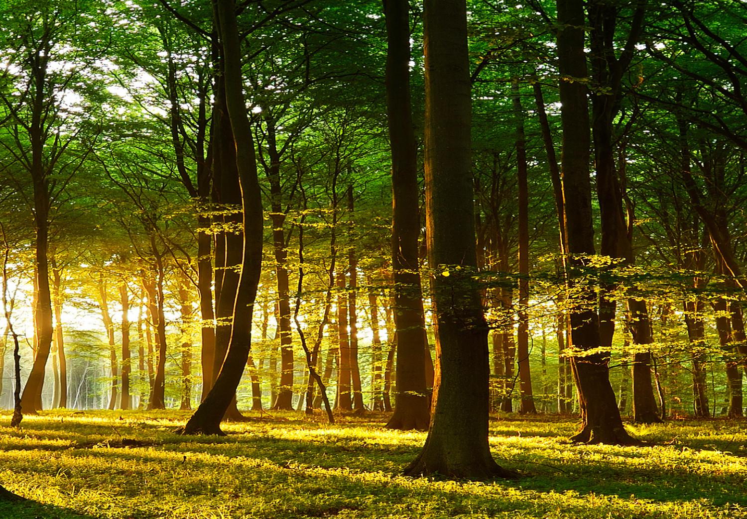 Cuadro decorativo Sombra de árboles (1 pieza) - sol entre las hojas del bosque