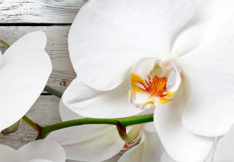 Cuadro decorativo Orquídeas sobre madera (1 pieza) - flores blancas fondo madera gris