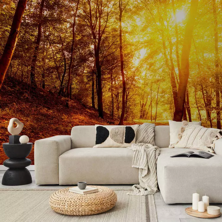 Fotomural decorativo Paseo otoñal - paisaje naranja de un bosque al sol