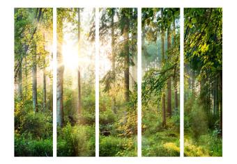 Biombo barato Natura selvaggia II - paesaggio di foresta con raggi solari