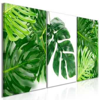 Cuadro decorativo Palm Leaves (3 Parts)