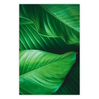 Póster Verde resplandeciente - enfoque en hojas tropicales en jungla exótica