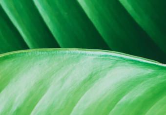 Póster Verde resplandeciente - enfoque en hojas tropicales en jungla exótica