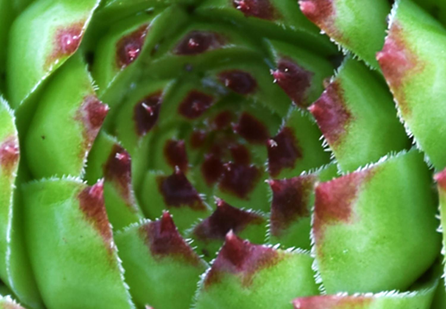 Póster Suculenta - composición botánica en hojas tropicales verde-rosa
