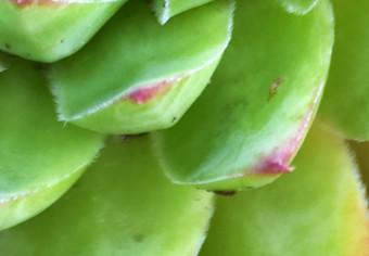 Póster Suculenta - composición botánica en hojas tropicales verde-rosa