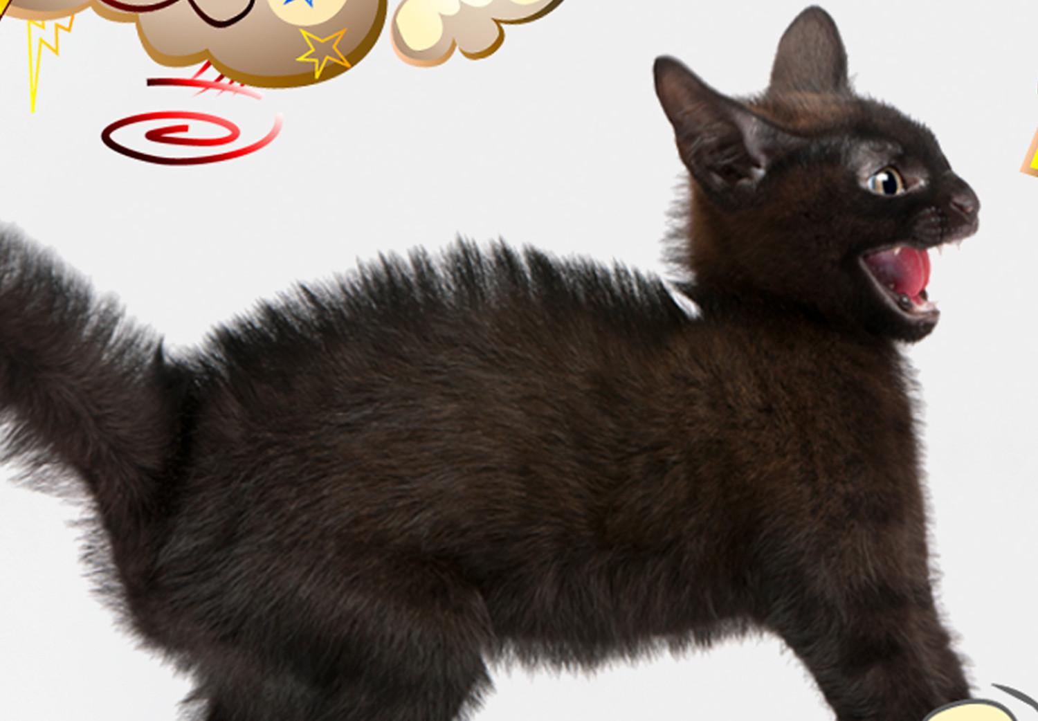 Póster Pelea felina - animales y elementos cómicos sobre fondo adornado