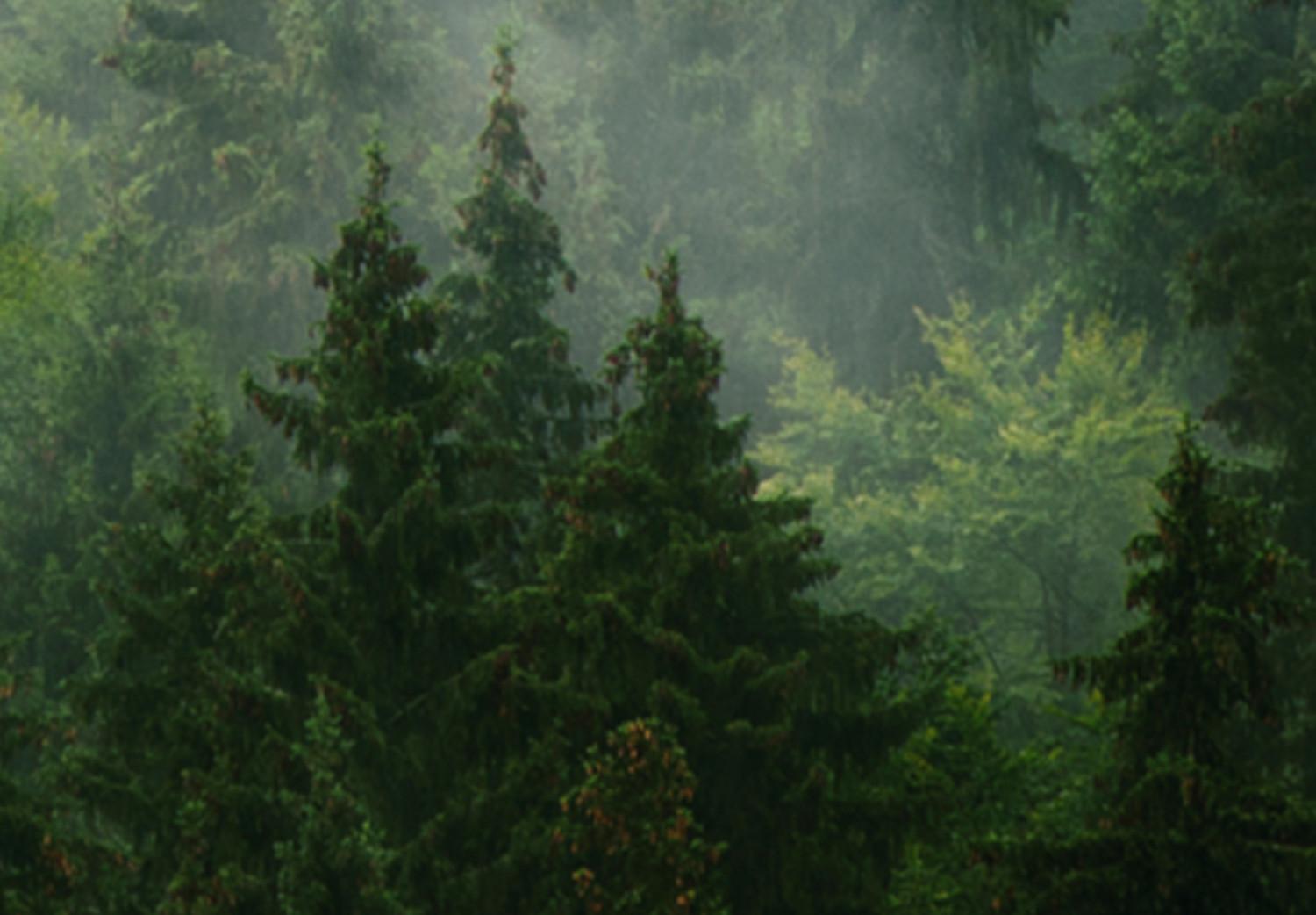 Cartel Bosque de coníferas - árboles en niebla densa