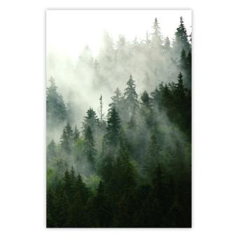 Cartel Coniferous Forest [Poster]