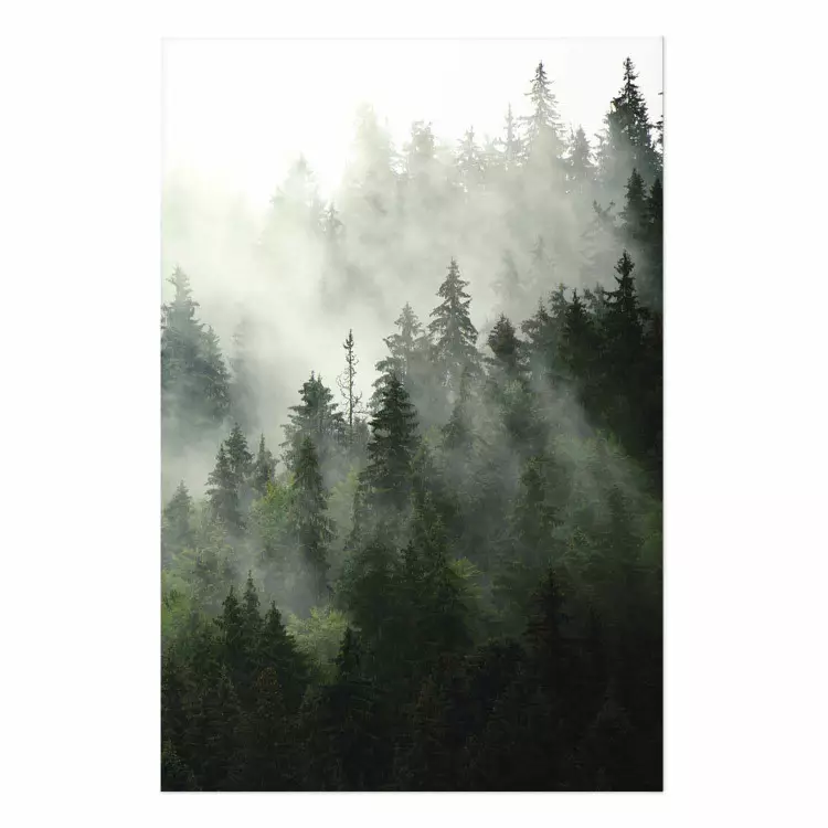 Bosque de coníferas - árboles en niebla densa