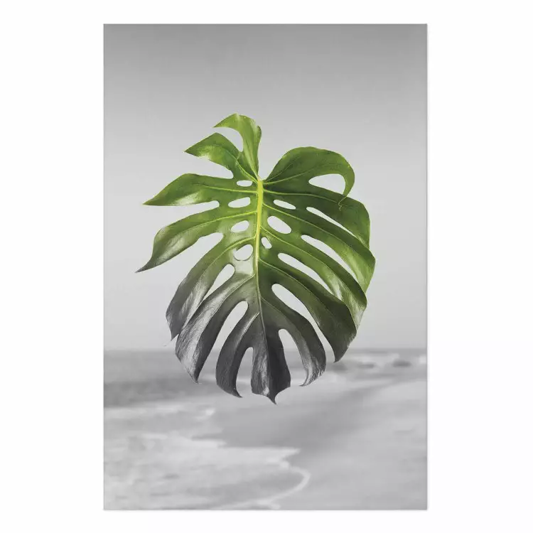 Póster Hojas de Monstera - planta tropical verde sobre paisaje gris