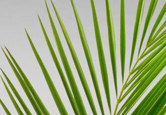 Póster Rama de palma verde - planta tropical y mar con playa al fondo