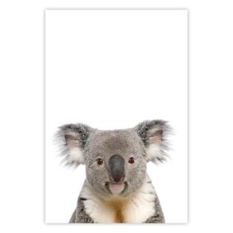 Cartel Koala - composición infantil con mamífero australiano gris-blanco