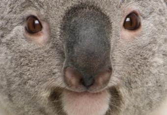 Cartel Koala - composición infantil con mamífero australiano gris-blanco