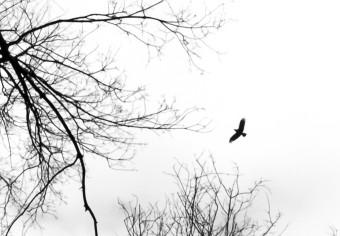Cartel Vuelo invernal: pájaros entre árboles