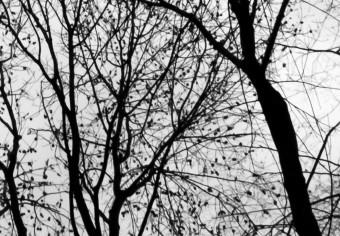 Cartel Vuelo invernal: pájaros entre árboles