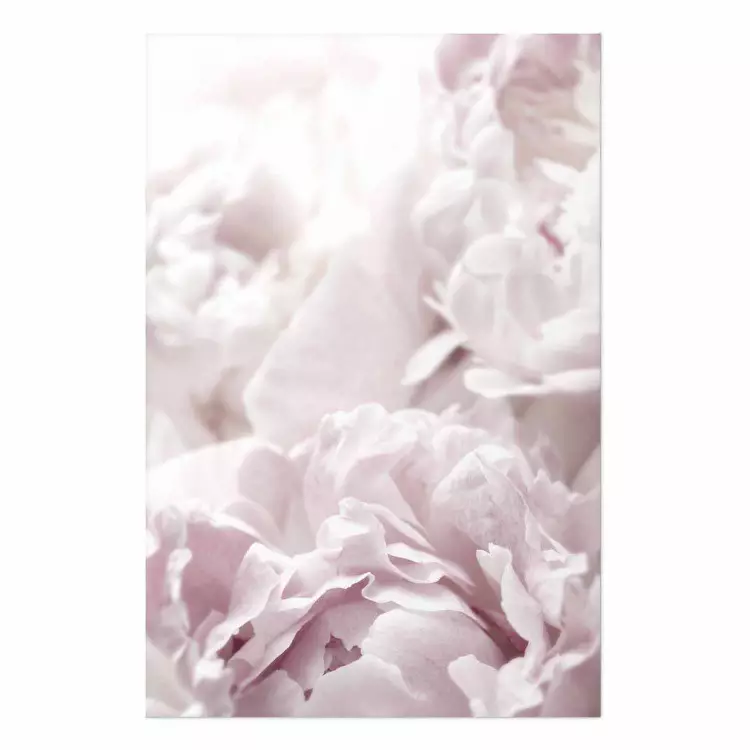 Póster Fluffy Peonies [Poster]