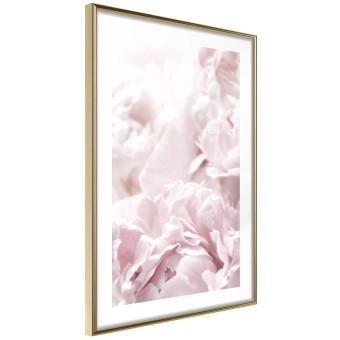 Fluffy Peonies [Poster]