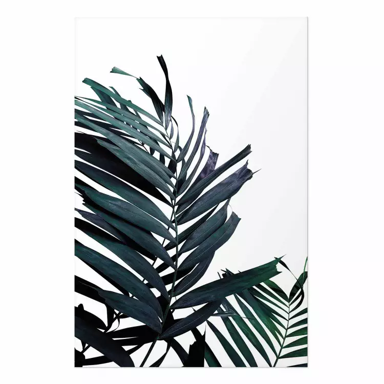 Hojas esmeralda - fondo blanco y palmera tropical verde