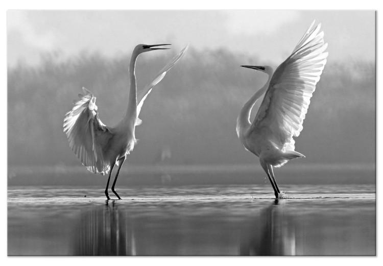Danza de amor de aves (1 parte) - cisnes blancos reflejados en agua