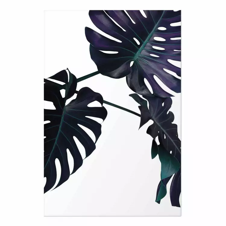 Evergreen - hojas tropicales oscuras