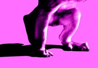 Poster Un pequeño mono, un animal mirando hacia abajo sobre un fondo rosa