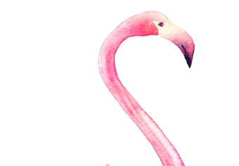 Poster Flamingo Family [Poster]
