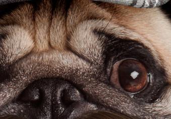 Póster Pug In Hat [Poster]