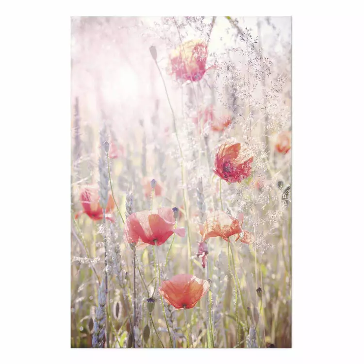 Poster Prado de verano - amapolas rojas entre flores