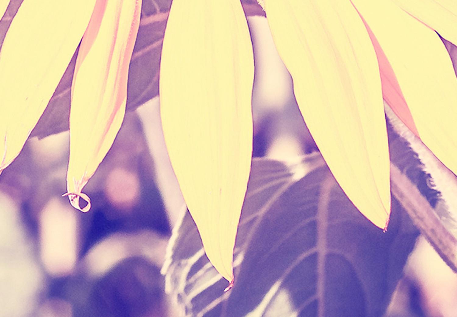 Cuadro decorativo Recuerdo de verano - flor de girasol en un campo con un brillo púrpura