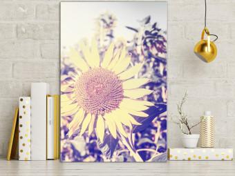 Cuadro decorativo Recuerdo de verano - flor de girasol en un campo con un brillo púrpura
