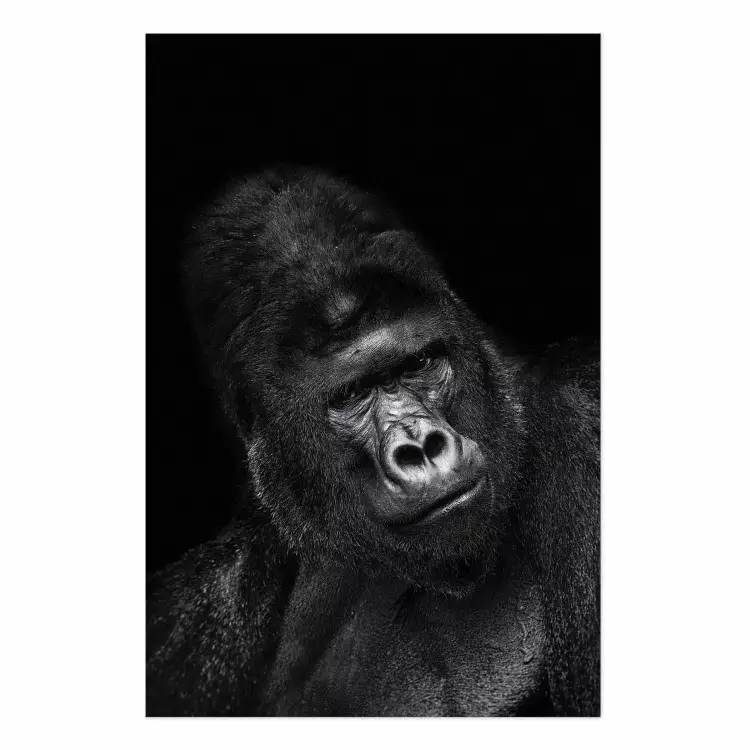Poster Gorilla [Poster]