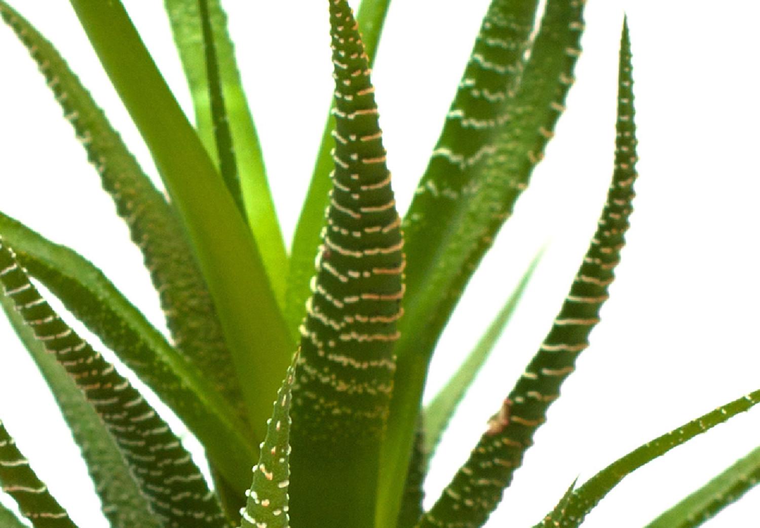 Cartel Haworsia - planta verde en macetero de cemento