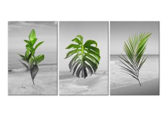 Cuadro decorativo Plants (Collection)