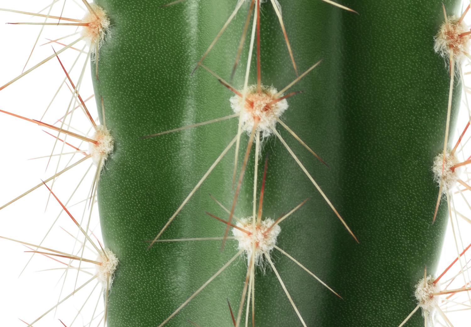 Set de poster Cactus vivo - planta espinosa verde, ojos blanco