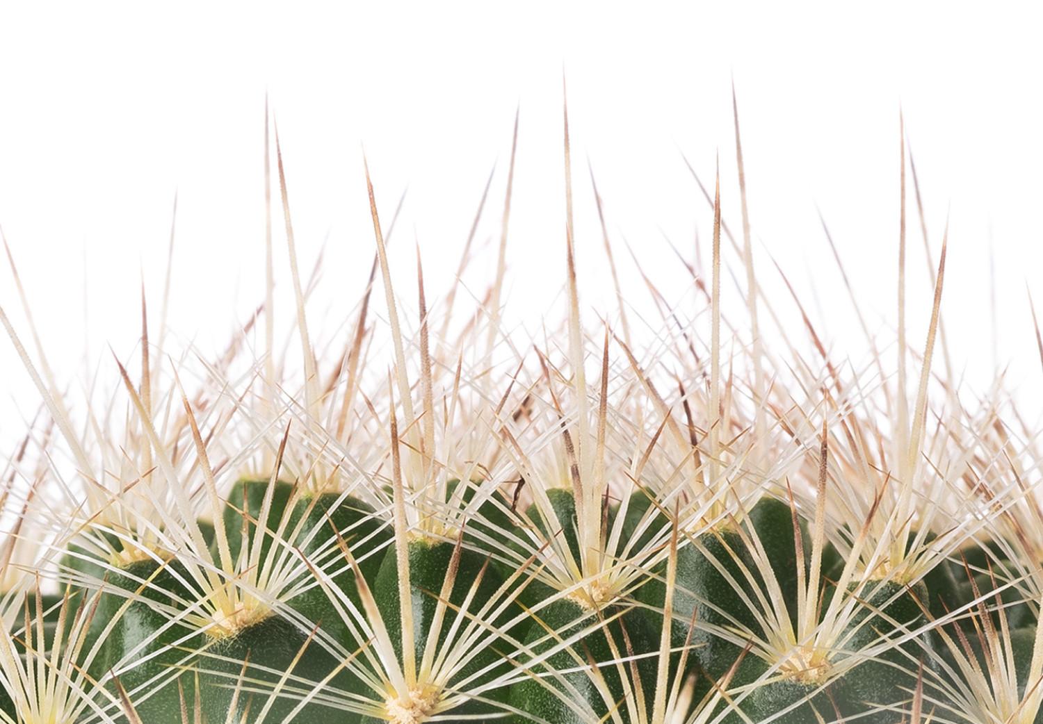 Póster Cactus ojos - planta espinosa, fondo simple