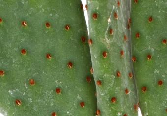 Póster Cactus orejas largas - planta verde, ojos simple