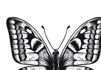 Set de poster Tres mariposas: composición blanco y negro insectos alados