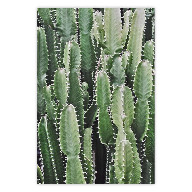 Jardín de cactus - composición de plantas espinosas