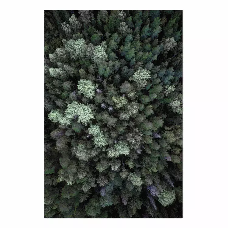 Flying Over Forest [Poster]
