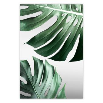 Poster Hojas de Monstera - composición de plantas tropicales
