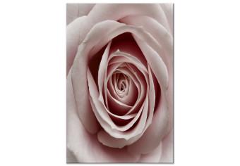 Cuadro moderno Encanto rosado (1 pieza) - rosa floreciente en tono pastel