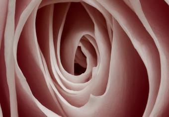 Cuadro moderno Encanto rosado (1 pieza) - rosa floreciente en tono pastel