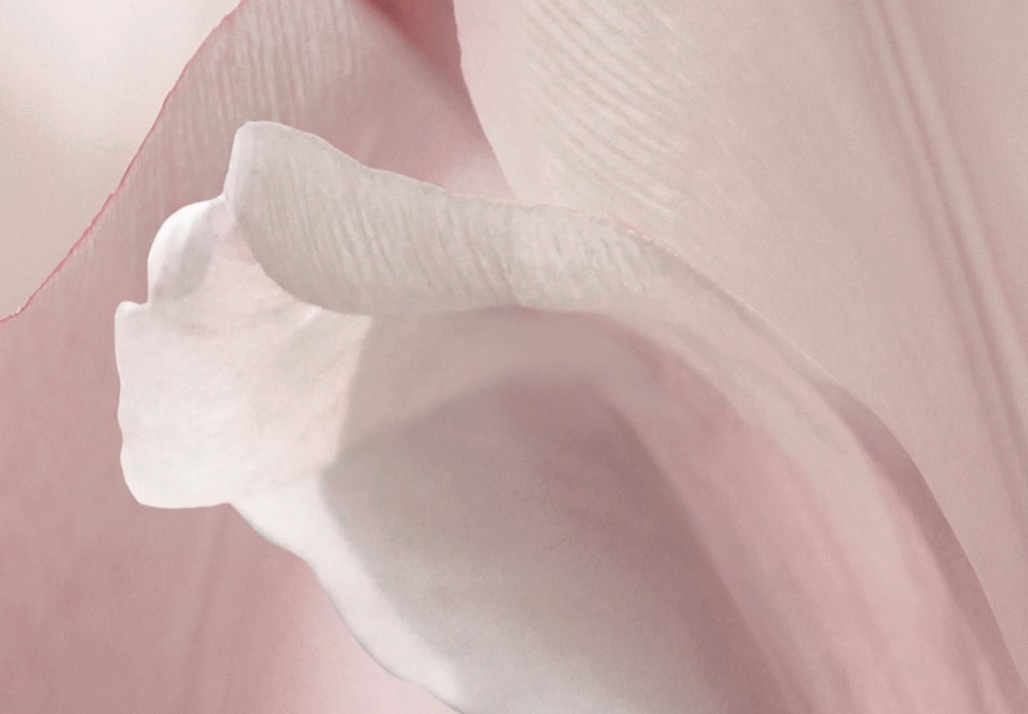 Cuadro decorativo Pétalos de primavera (1 pieza) - tulipán rosa en tonos pastel