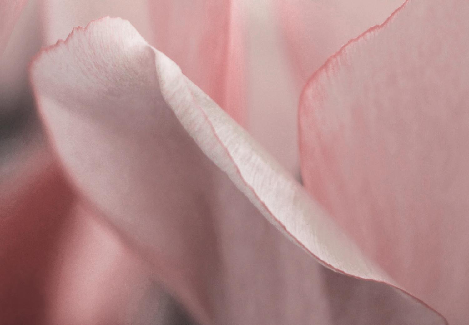 Cuadro decorativo Pétalos de primavera (1 pieza) - tulipán rosa en tonos pastel