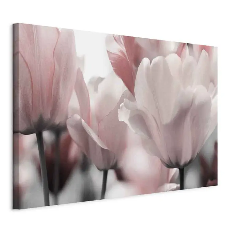 Pétalos de primavera - tulipán rosa en tonos pastel