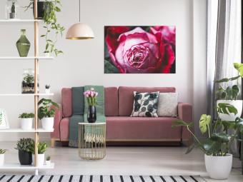 Cuadro decorativo Rose - primer plano de una flor rosa clásica sobre un fondo geométrico