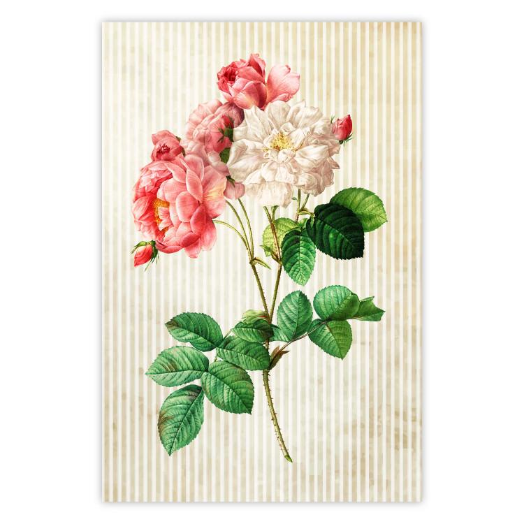 Rosa celeste: coloridas flores sobre rayas beige