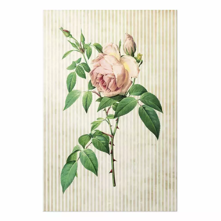 Cartel Rosa victoriana: vegetal coloreado y fondo de rayas beige