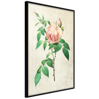 Rosa victoriana: vegetal coloreado y fondo de rayas beige