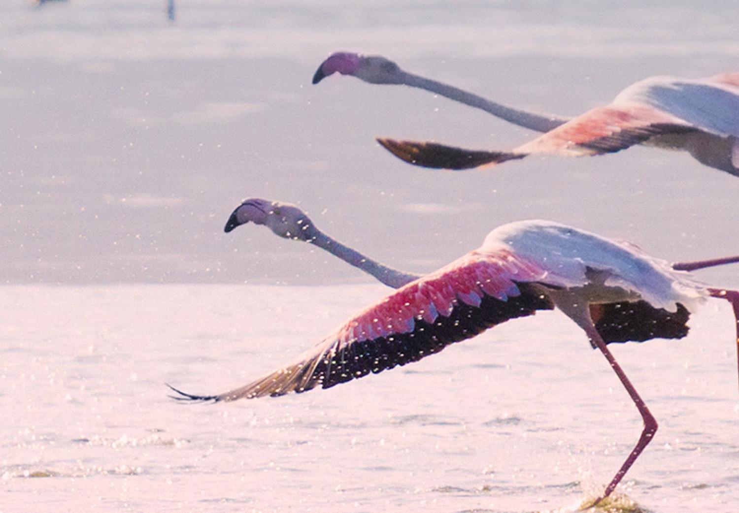 Set de poster Flamingos Race [Poster]